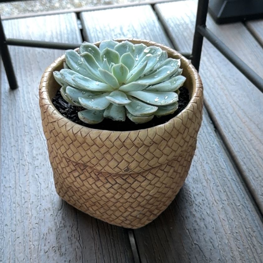 Photo of the plant species Echeveria 'Arctic Ice' by @HighBlue48 named Luna on Greg, the plant care app