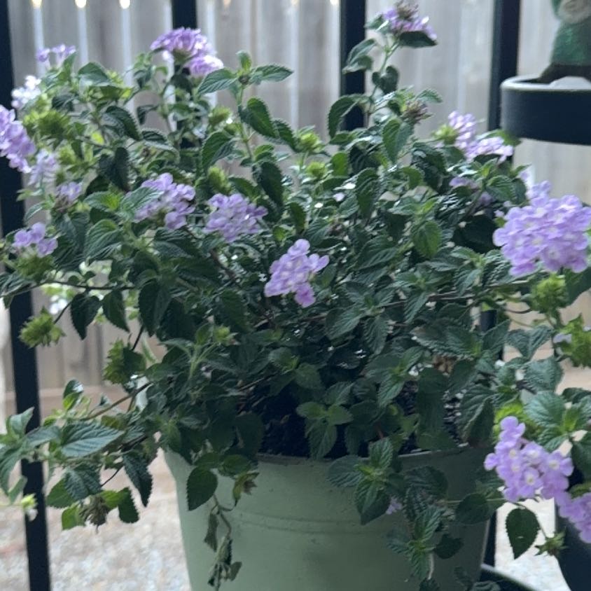 Photo of the plant species Purple Lantana by @HighBlue48 named Bigleef Smalls on Greg, the plant care app