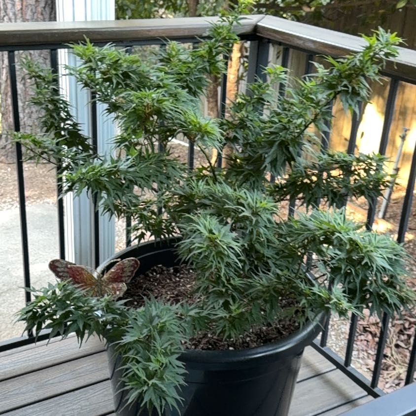 Photo of the plant species Japanese Maple by @HighBlue48 named G Tree on Greg, the plant care app