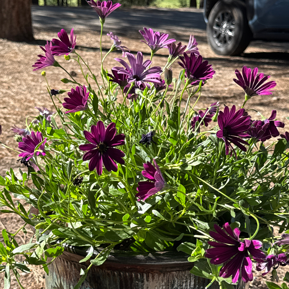 Photo of the plant species African Daisy by @YiftLavaranos3 named Athena on Greg, the plant care app