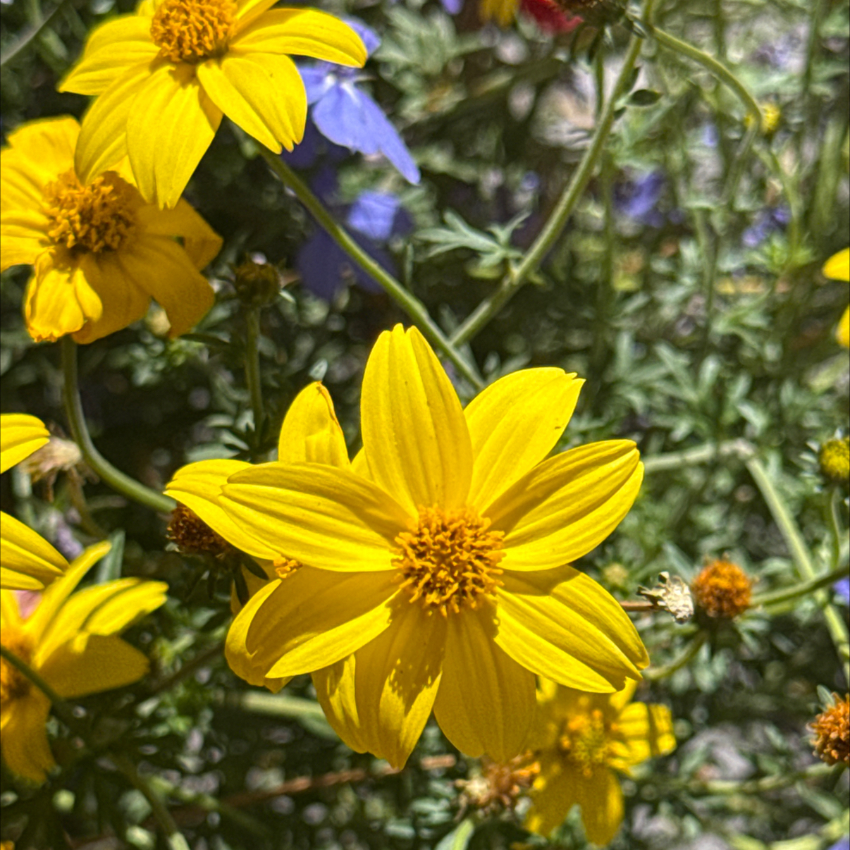 Photo of the plant species Bidens by @YiftLavaranos3 named Zion on Greg, the plant care app