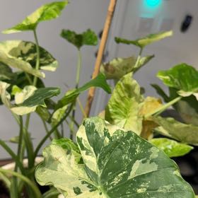 Photo of the plant species Variegated Alocasia by @WittyRedhill16 named Zeus on Greg, the plant care app