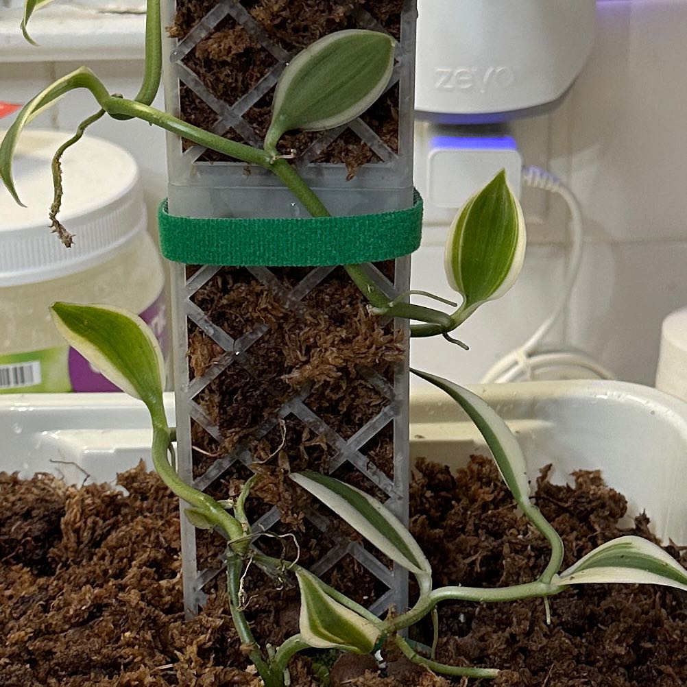 Photo of the plant species varigated Vanilla Orchid by @BriskRaintree91 named Tolkien on Greg, the plant care app