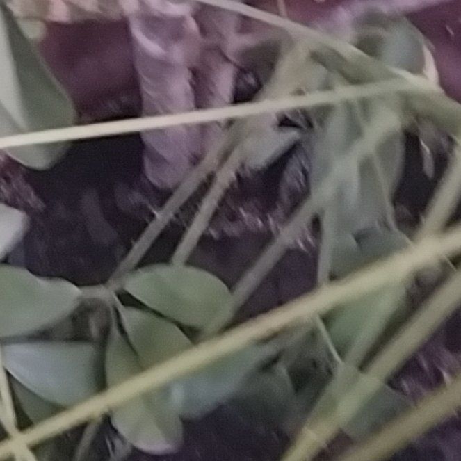 Photo of the plant species Chocolate Vine by @FlawlessRedtree named Fernie Mercury on Greg, the plant care app