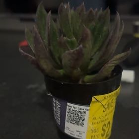 Photo of the plant species Echeveria 'Raquel' by @FabTropical20 named Fernie Saunders on Greg, the plant care app