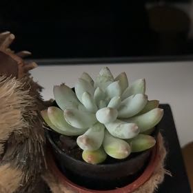 Photo of the plant species Pachyphytum 'Starburst' by @SuaveHenbane45 named Gabi on Greg, the plant care app