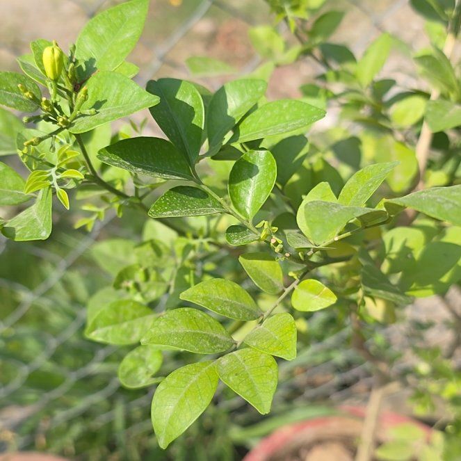 Photo of the plant species Mock Orange by @EarthlyColeus50 named Athena on Greg, the plant care app