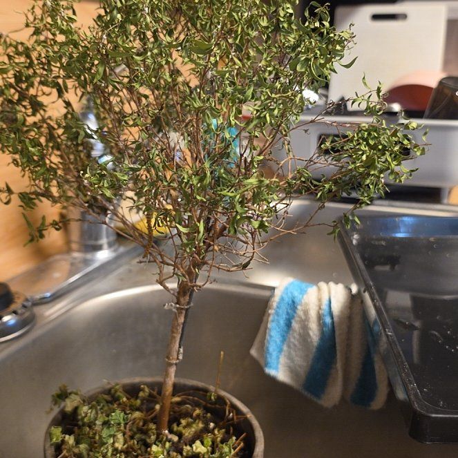 Photo of the plant species Common Myrtle by @BlazingPomelo67 named Stella on Greg, the plant care app