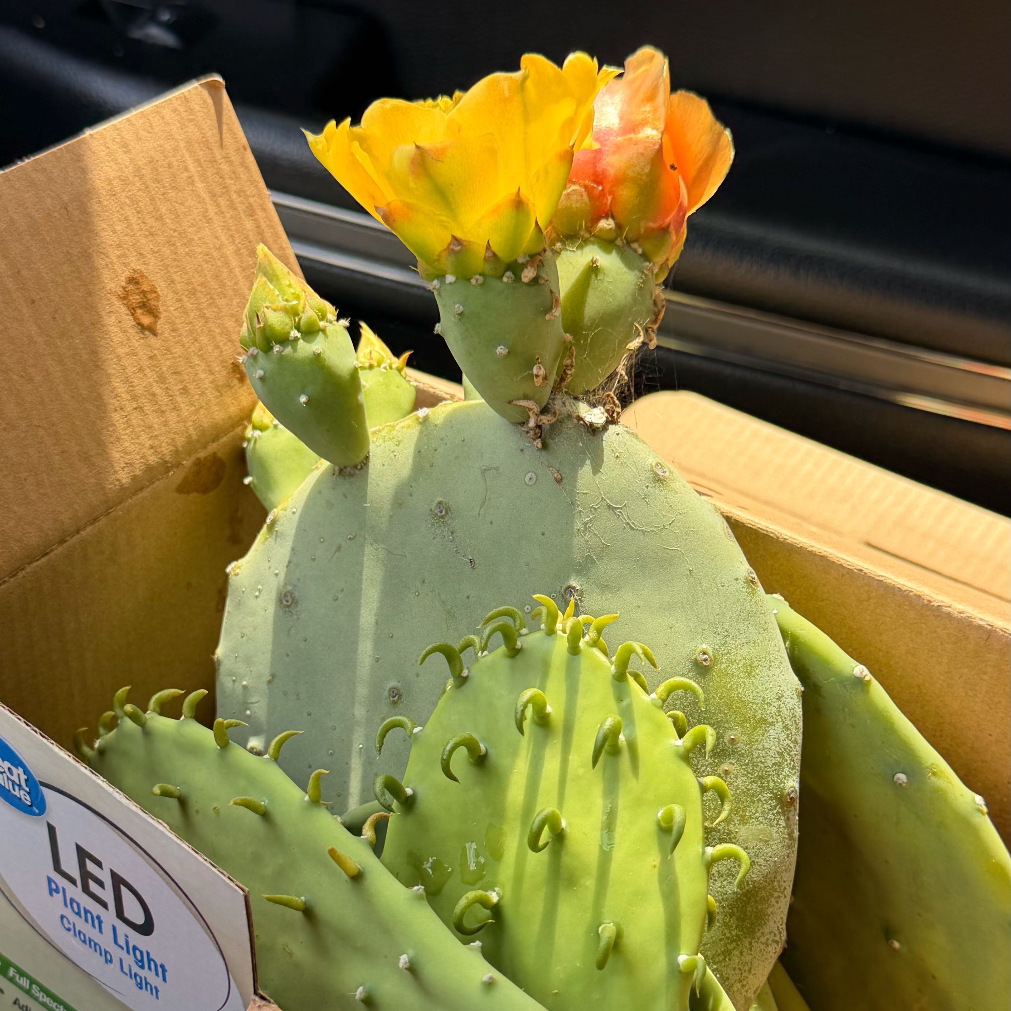 Photo of the plant species Spineless Prickly Pear by @GoodGerbera64 named Achilles on Greg, the plant care app