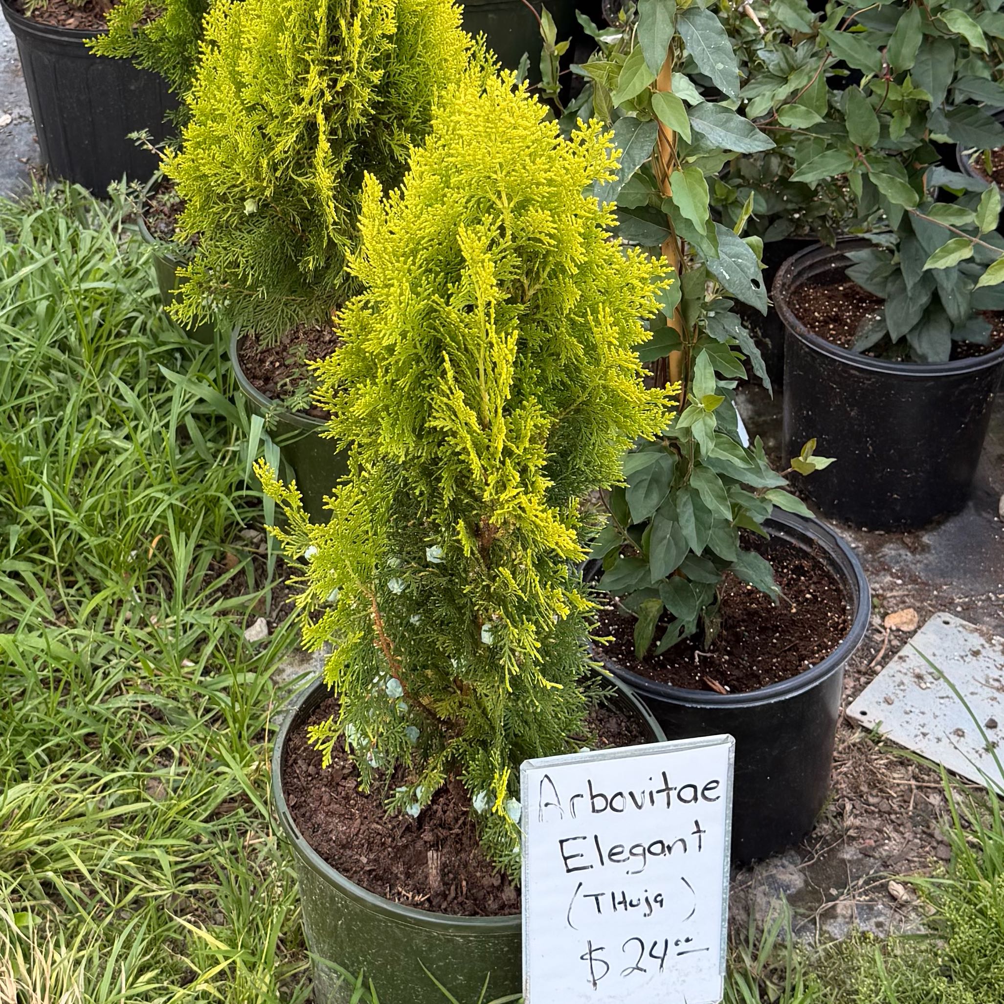 Photo of the plant species Arborvitae by @GoodGerbera64 named Einstein on Greg, the plant care app