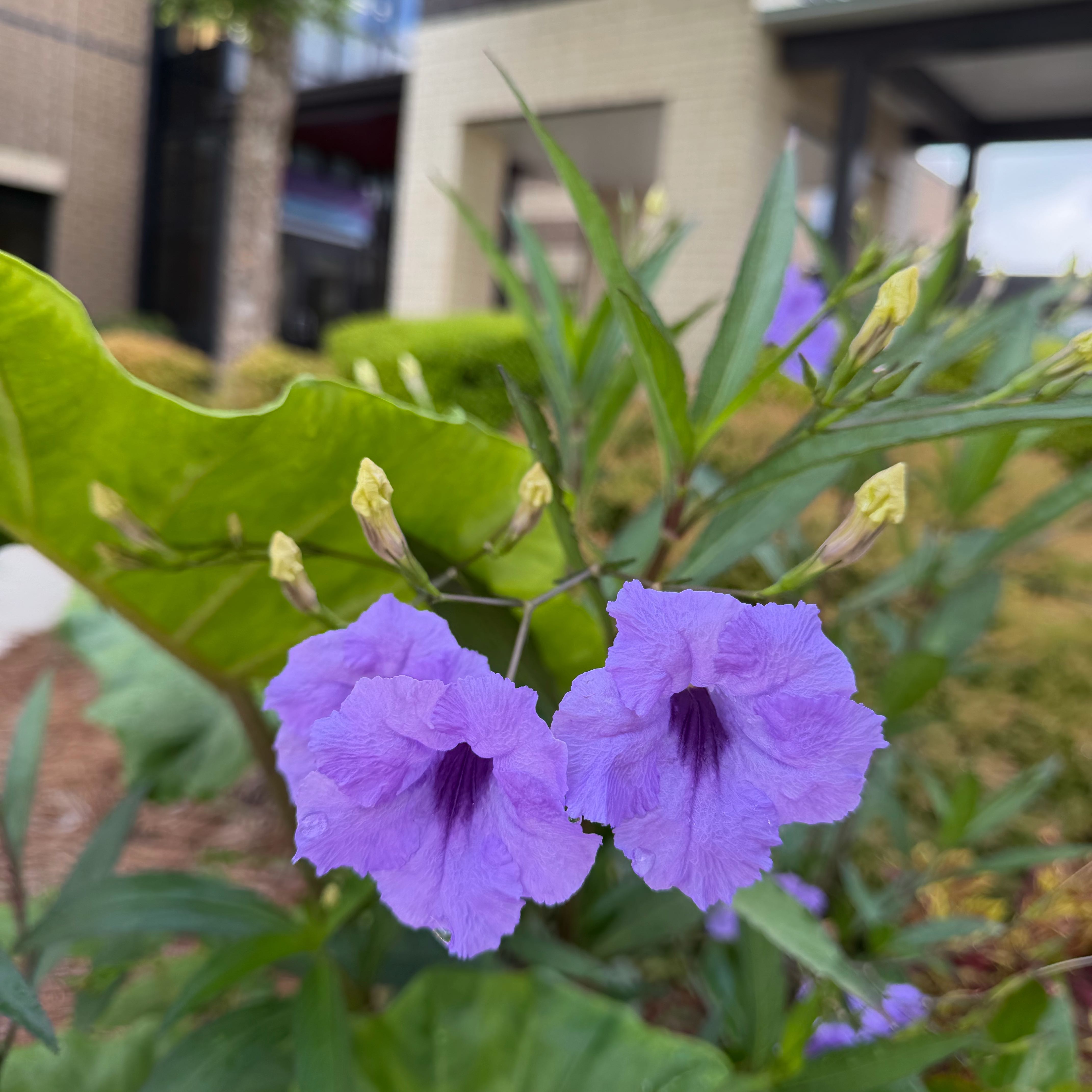 Photo of the plant species Mexican Bluebell by @SageCasimiroa36 named Apollo on Greg, the plant care app
