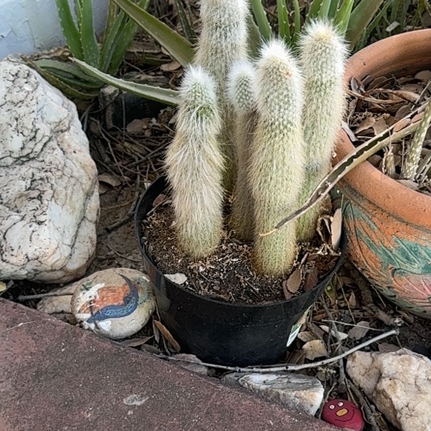 Photo of the plant species Bergerocactus Emoryi by @DblRainbow named Osmo on Greg, the plant care app