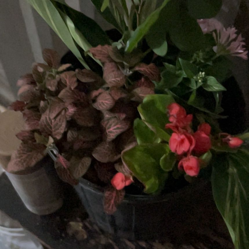 Photo of the plant species Variegated Shell Ginger by @WinCowshorn58 named Doja Cat on Greg, the plant care app