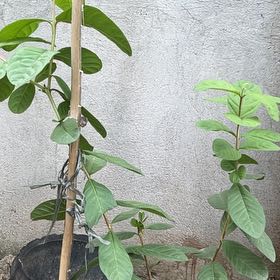 Photo of the plant species Guava Tree by @YardBrushbox32 named Gates on Greg, the plant care app