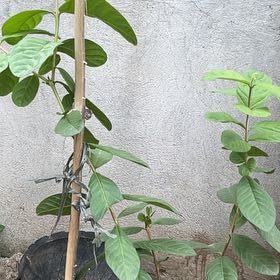 Photo of the plant species Guava Tree by @YardBrushbox32 named Messi on Greg, the plant care app