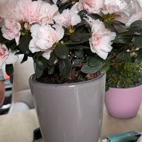 Photo of the plant species Rhododendron by @IconCatpalm72 named Planty on Greg, the plant care app