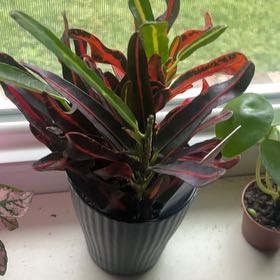 Photo of the plant species Red Croton by @UnabashedOkra70 named Colorful one on Greg, the plant care app
