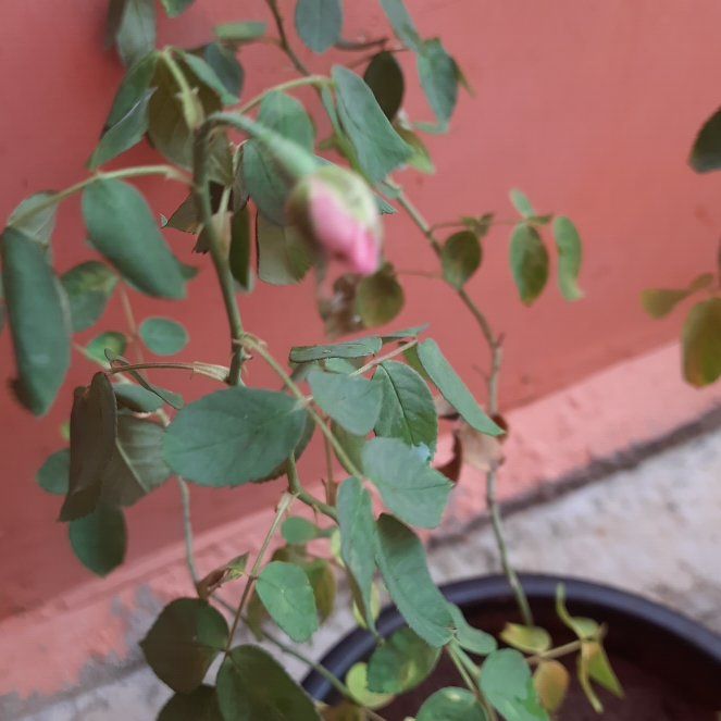 Photo of the plant species Baldhip Rose by @FunPersia51 named Harry on Greg, the plant care app