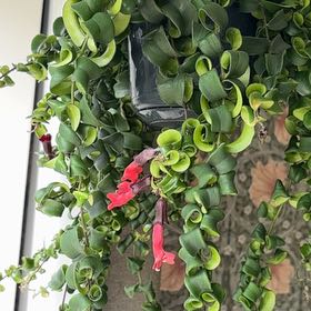 Photo of the plant species Twisted Lipstick Plant by @InfallibleKoa78 named Zion on Greg, the plant care app