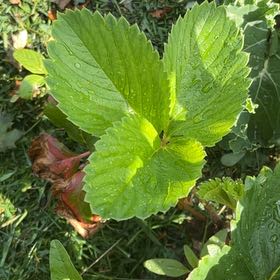 Photo of the plant species Garden Strawberry by @VipEndive49 named McKinley on Greg, the plant care app