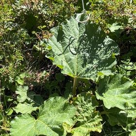 Photo of the plant species Garden Rhubarb by @YiftGuapilla99 named Lebron on Greg, the plant care app