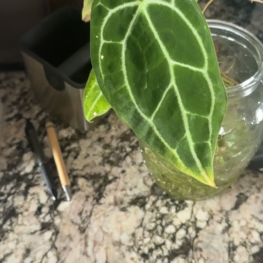 Photo of the plant species Italian Arum by @HipOricad52 named Ulysses S Plant on Greg, the plant care app