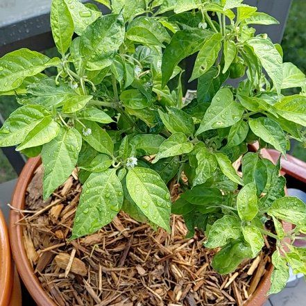 Photo of the plant species Habanero Pepper by @NewCherryred13 named Habanero on Greg, the plant care app