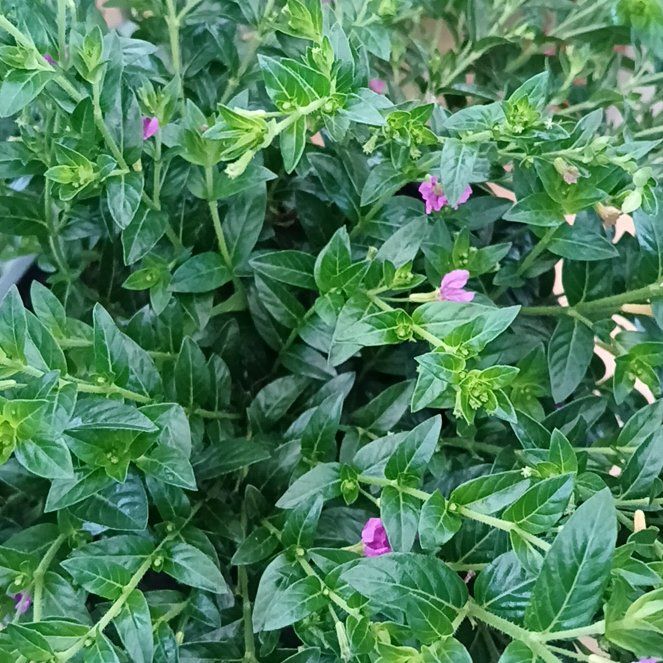 Photo of the plant species Mexican-Heather by @PetiteChiotilla named Surya on Greg, the plant care app