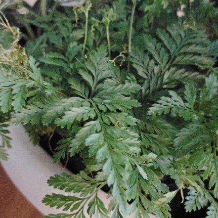 Photo of the plant species Davallia Fern by @ElderRhodora33 named Kendall on Greg, the plant care app