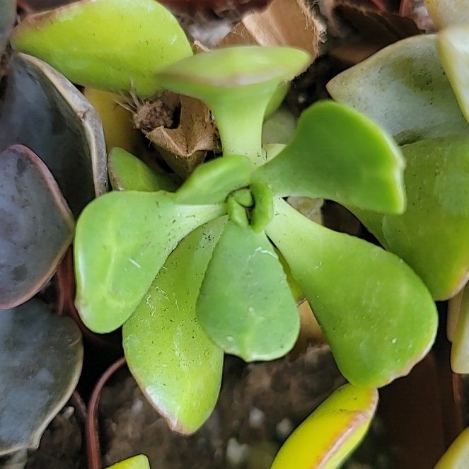 Photo of the plant species Tree Stonecrop by @SmartChickory44 named Gobi on Greg, the plant care app