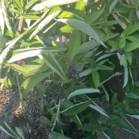 Photo of the plant species Butterfly Bush by @AceBokchoi28 named Sanders on Greg, the plant care app