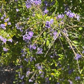 Photo of the plant species Pigeon Berry by @GemCobwebaloe55 named Aria on Greg, the plant care app