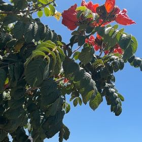 Photo of the plant species African Tuliptree by @GemCobwebaloe55 named Aristotle on Greg, the plant care app