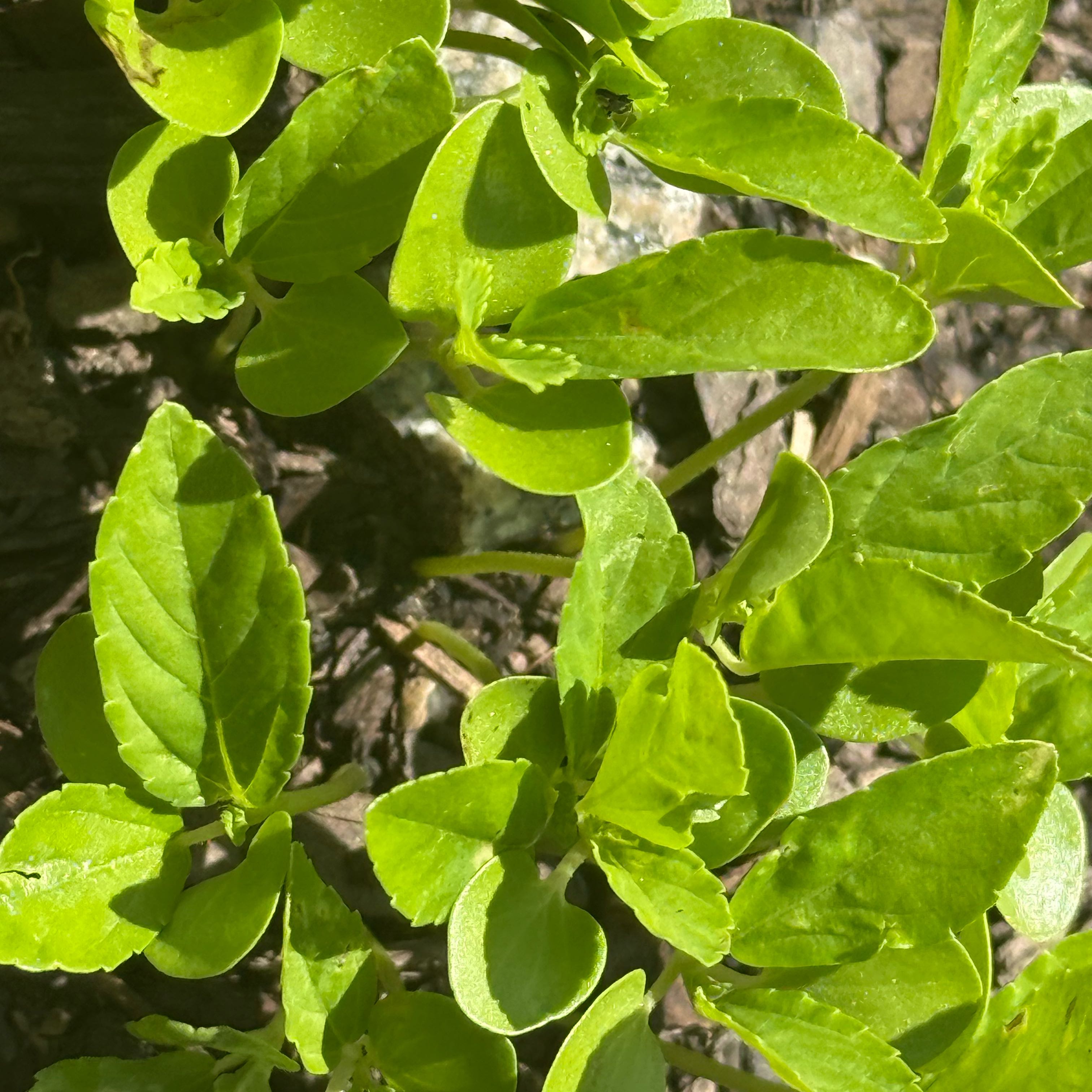 Photo of the plant species Golden Dewdrop by @PeakBlackash50 named Tolkien on Greg, the plant care app