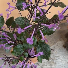 Photo of the plant species Plectranthus ecklonii by @HeritorIceplant named Tree Diddy on Greg, the plant care app