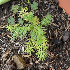 Photo of the plant species Scentless Mayweed by @HeritorIceplant named Delilah on Greg, the plant care app