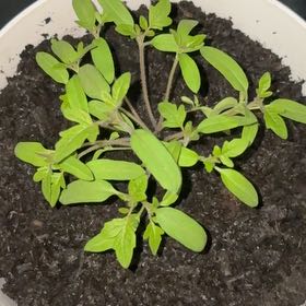 Photo of the plant species Cherry Tomato by @WinSedum28 named Beckham on Greg, the plant care app