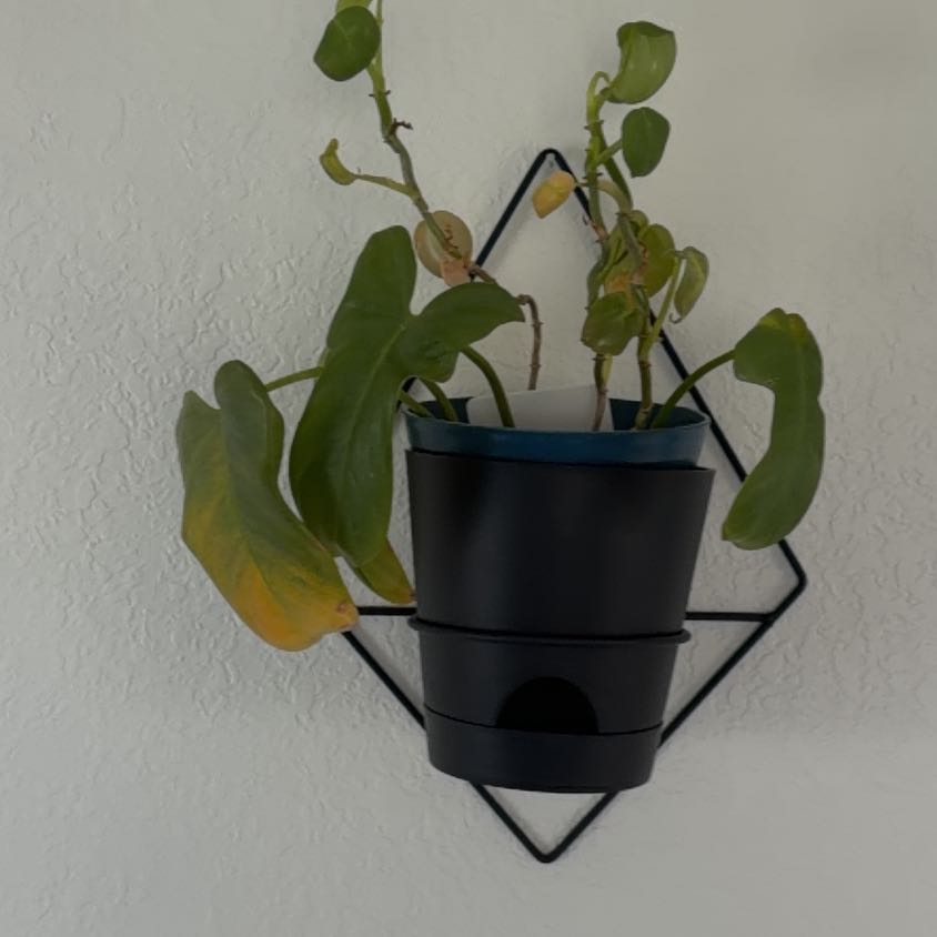 Photo of the plant species Philodendron Bipennifolium by @YummyLithops64 named Evilpenis on Greg, the plant care app