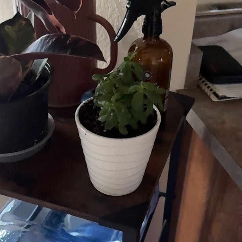 Photo of the plant species Mini Jade by @DeterminedSucc5 named Jade on Greg, the plant care app