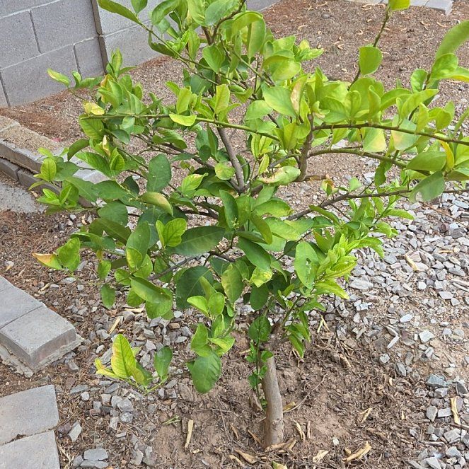 Photo of the plant species Lime Tree by @TidyRadish21 named Marley on Greg, the plant care app