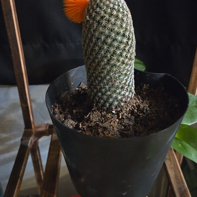 Photo of the plant species Coryphantha erecta by @TidyRadish21 named Khaleesi on Greg, the plant care app