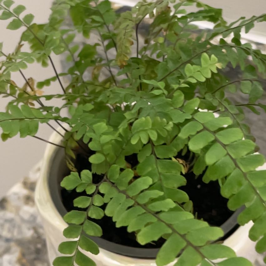 Photo of the plant species Northern Maidenhair Fern by @MaestroFern91 named Stella on Greg, the plant care app