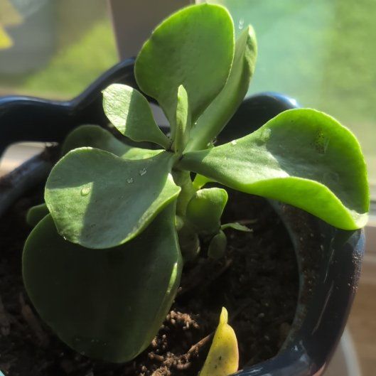 Photo of the plant species Mint Truffles by @AbleRye17 named Delilah on Greg, the plant care app