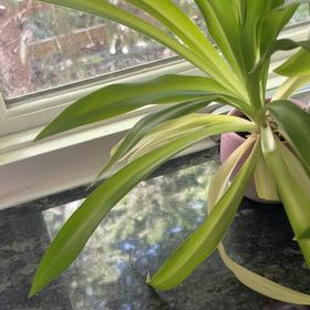 Photo of the plant species Spider Plant 'Reverse' by @LadyPecan2 named Hemingway on Greg, the plant care app