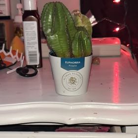 Photo of the plant species Euphorbia anoplia by @EffectiveIvy85 named Muhammad Ali on Greg, the plant care app