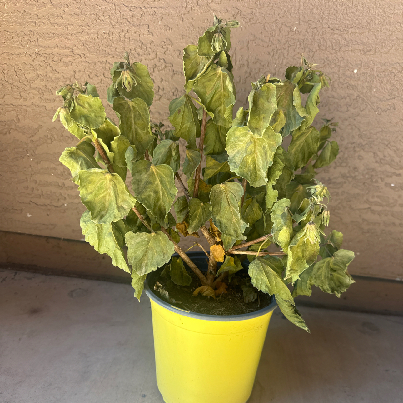 Photo of the plant species Variegated Red Hot Hibiscus by @SwiftKudulily47 named Winston on Greg, the plant care app
