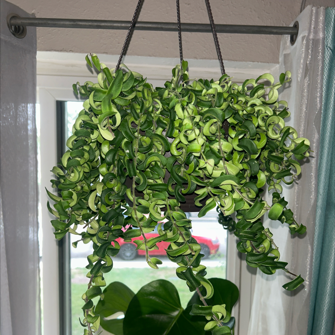 Photo of the plant species Twisted Lipstick Plant by @ReallyDamiana83 named Curly Temple on Greg, the plant care app