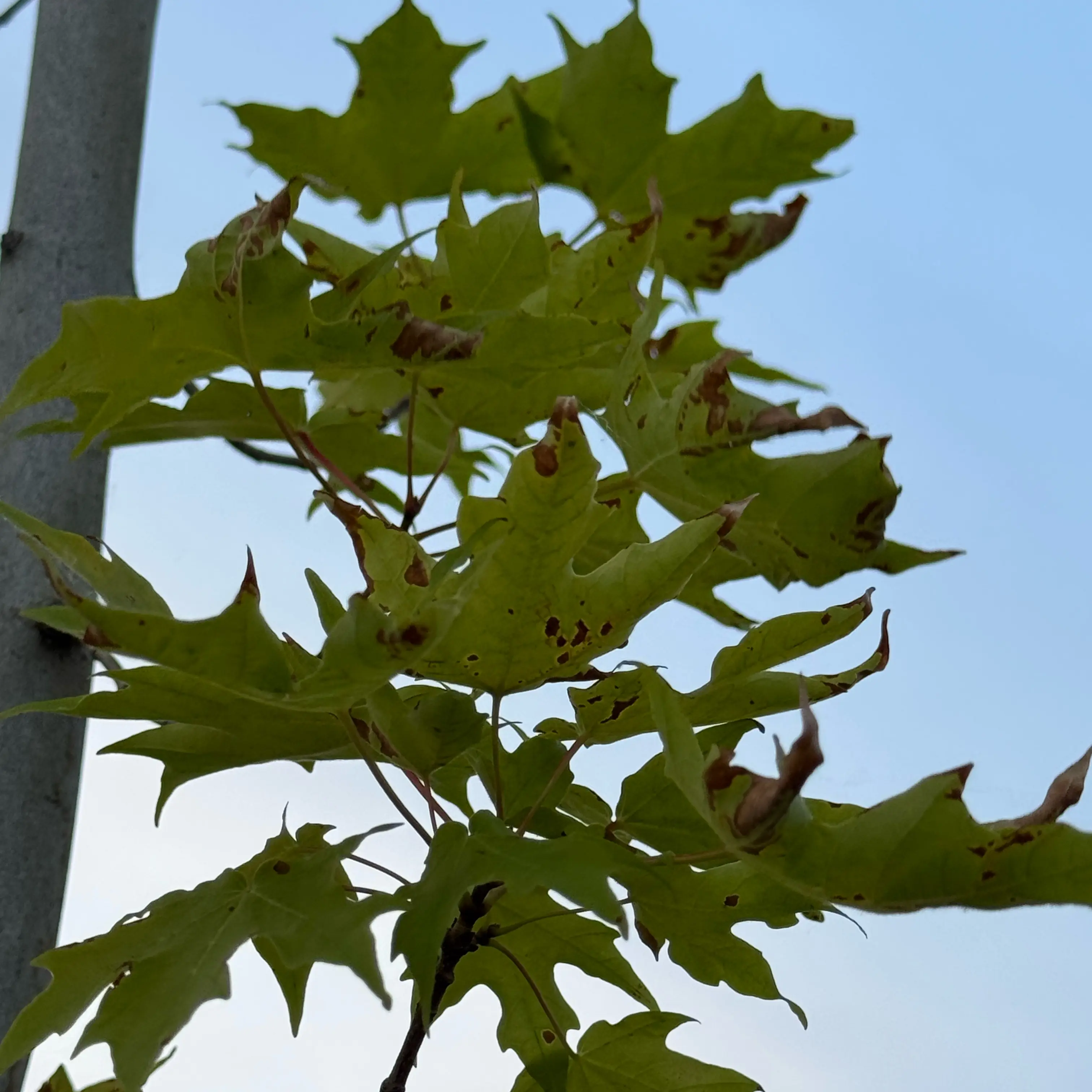 Photo of the plant species Silver Maple by @HotBluegiant50 named Fernie Mercury on Greg, the plant care app