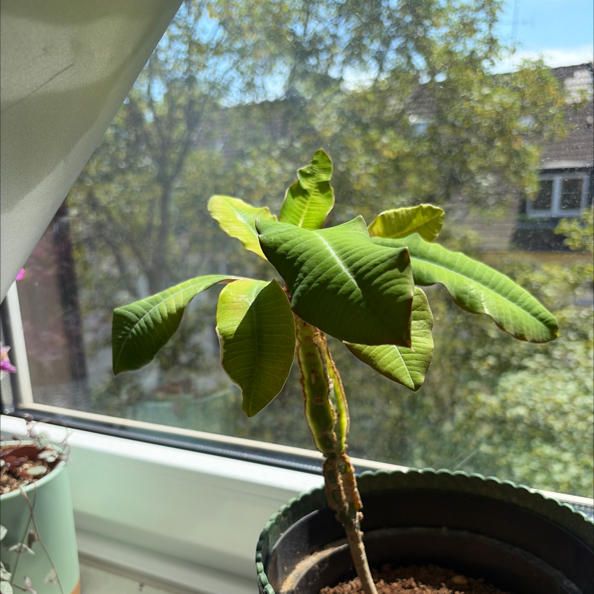 Photo of the plant species Madagascar Jewel by @HotWaxvine46 named Willow on Greg, the plant care app