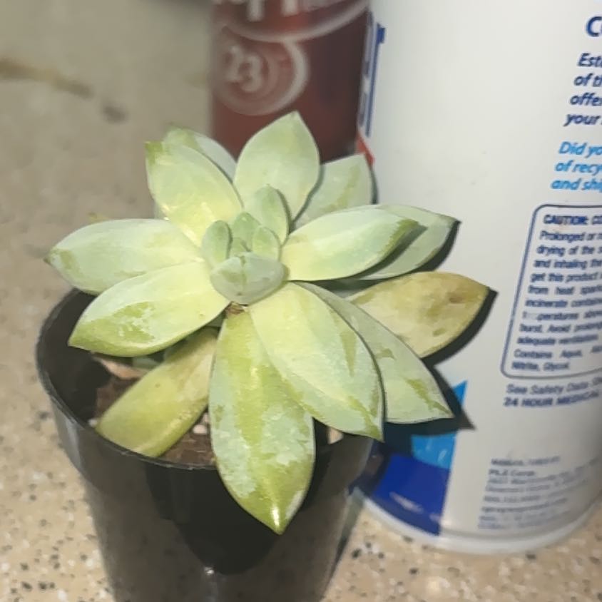 Photo of the plant species Sedeveria 'Lilac Mist' by @NoblyWildrice60 named Fernie Saunders on Greg, the plant care app